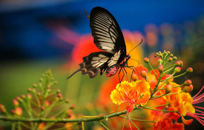 Close-up of butterfly pollinating on flower