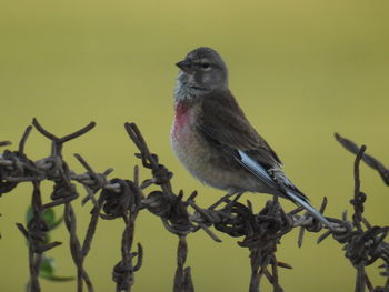 Close-up of bird perching on branch