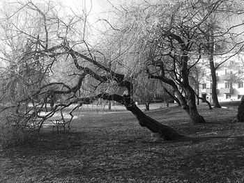 Bare trees against sky