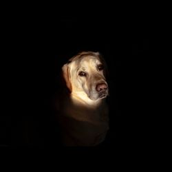 Portrait of dog looking away