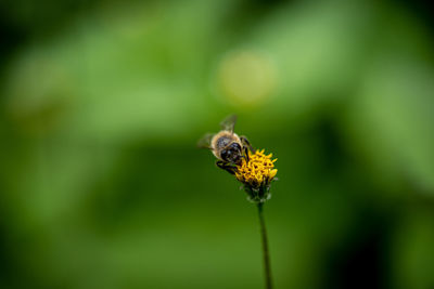 Close-up of insect on flower