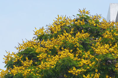 Low angle view of yellow flowering plants against sky