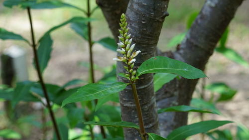 Close-up of lizard on tree