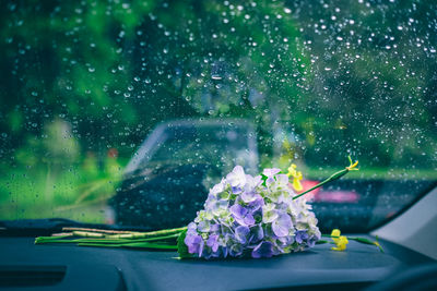 Close-up of flowers against blurred background