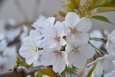 Close-up of white cherry blossoms