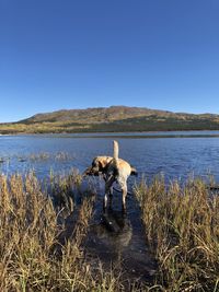 Scenic view of lake against clear blue sky