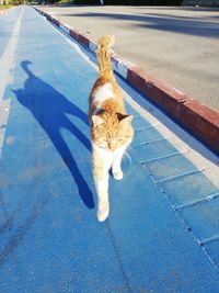 High angle view of cat on road