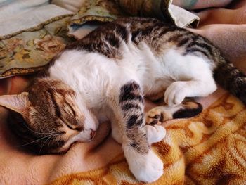 High angle view of cat sleeping at home