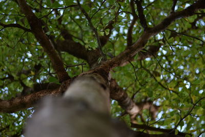 Low angle view of tree