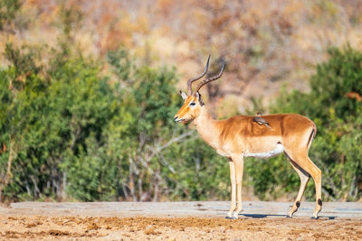 Impala standing on field against trees