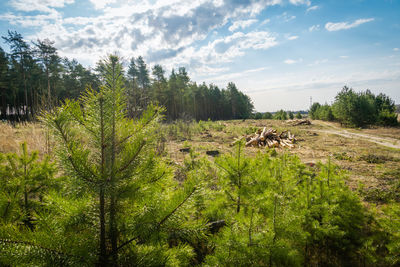 View of horse on field against trees