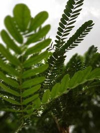 Close-up of fresh green plant