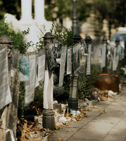 Plants hanging on footpath by street