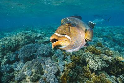 Close-up of fish swimming in sea