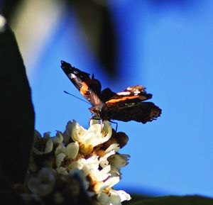 Close-up of insect on flower