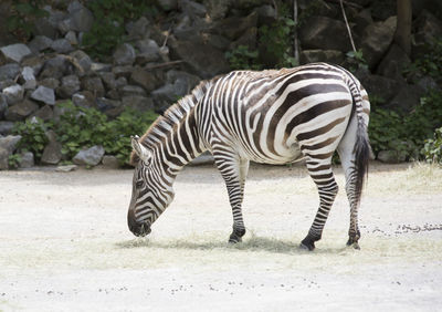 Side view of zebra in zoo