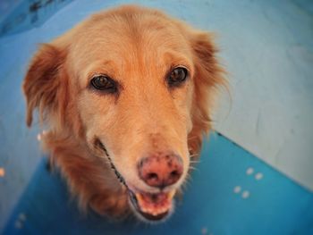 Close-up portrait of dog