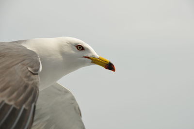 Close-up of seagull against clear sky