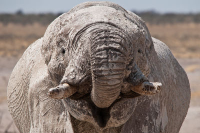 Elephant head