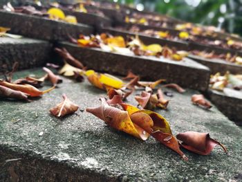 Close-up of fallen maple leaf on retaining wall