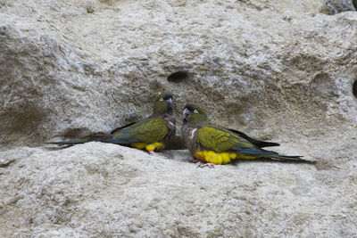 Close-up of bird perching outdoors