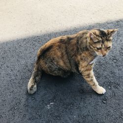 High angle view of cat lying on street