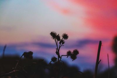 Low angle view of silhouette plants against romantic sky