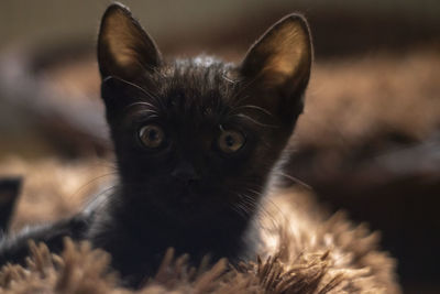 Close-up portrait of black cat