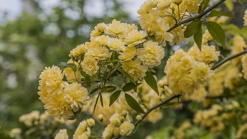 Close-up of yellow flowering plant