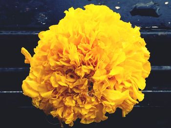 Close-up of yellow marigold