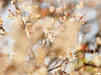 Close-up of cherry blossoms in spring