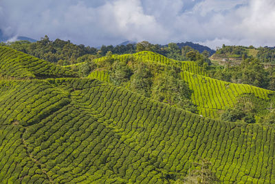 Scenic view of farm against sky