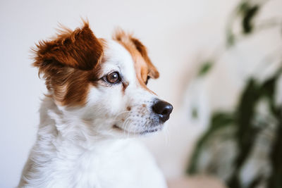 Close-up of dog looking away