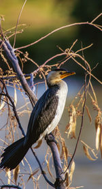 Close-up of bird perching on branch