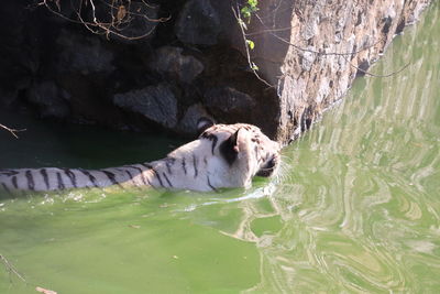 View of lion swimming in zoo