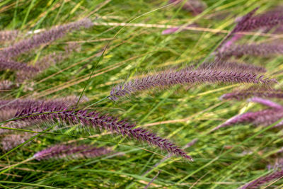 Close-up of grass on field