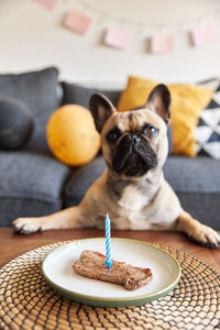 Portrait of dog on table