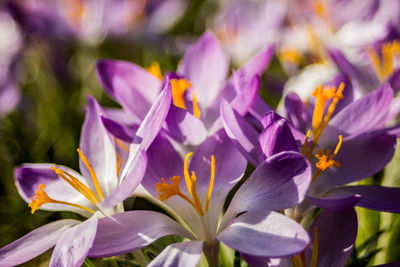 Close-up of purple crocus flowers