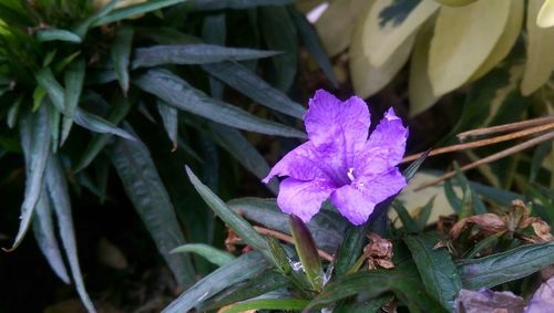 Close-up of purple flowers