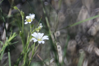 Close-up of white flowering plants on field