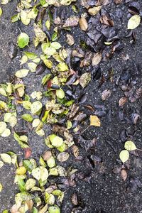 Full frame shot of leaves