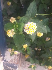 Close-up of yellow flowers