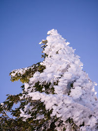 Low angle view of frozen tree against clear blue sky