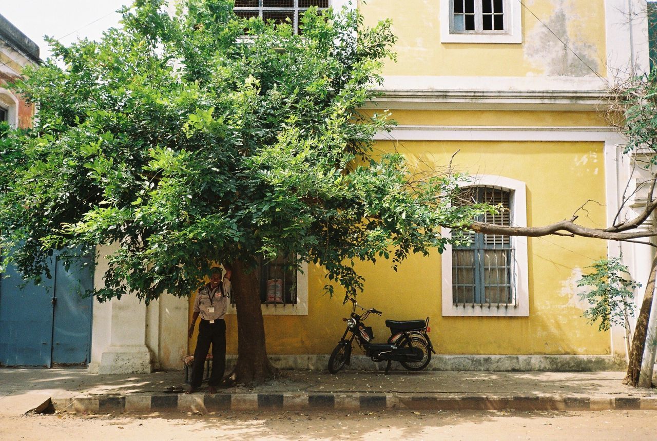 architecture, built structure, building exterior, tree, house, residential building, residential structure, window, plant, day, in front of, growth, green color, outdoors, domestic animals, outside, city life