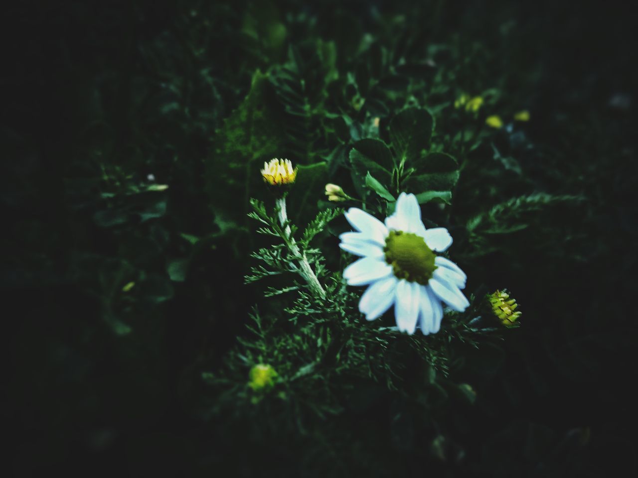 CLOSE-UP OF WHITE FLOWERING PLANT