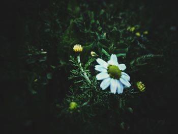 Close-up of white flowering plants on field