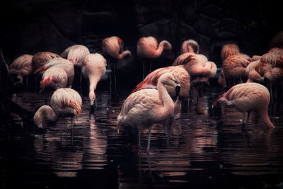 Ducks in a lake