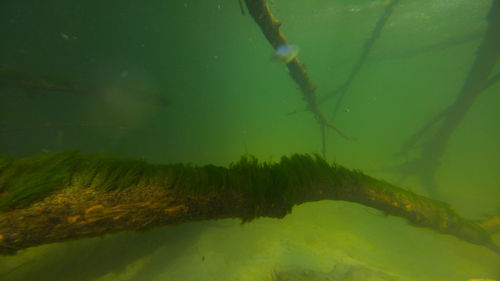 Close-up of mossy driftwood underwater