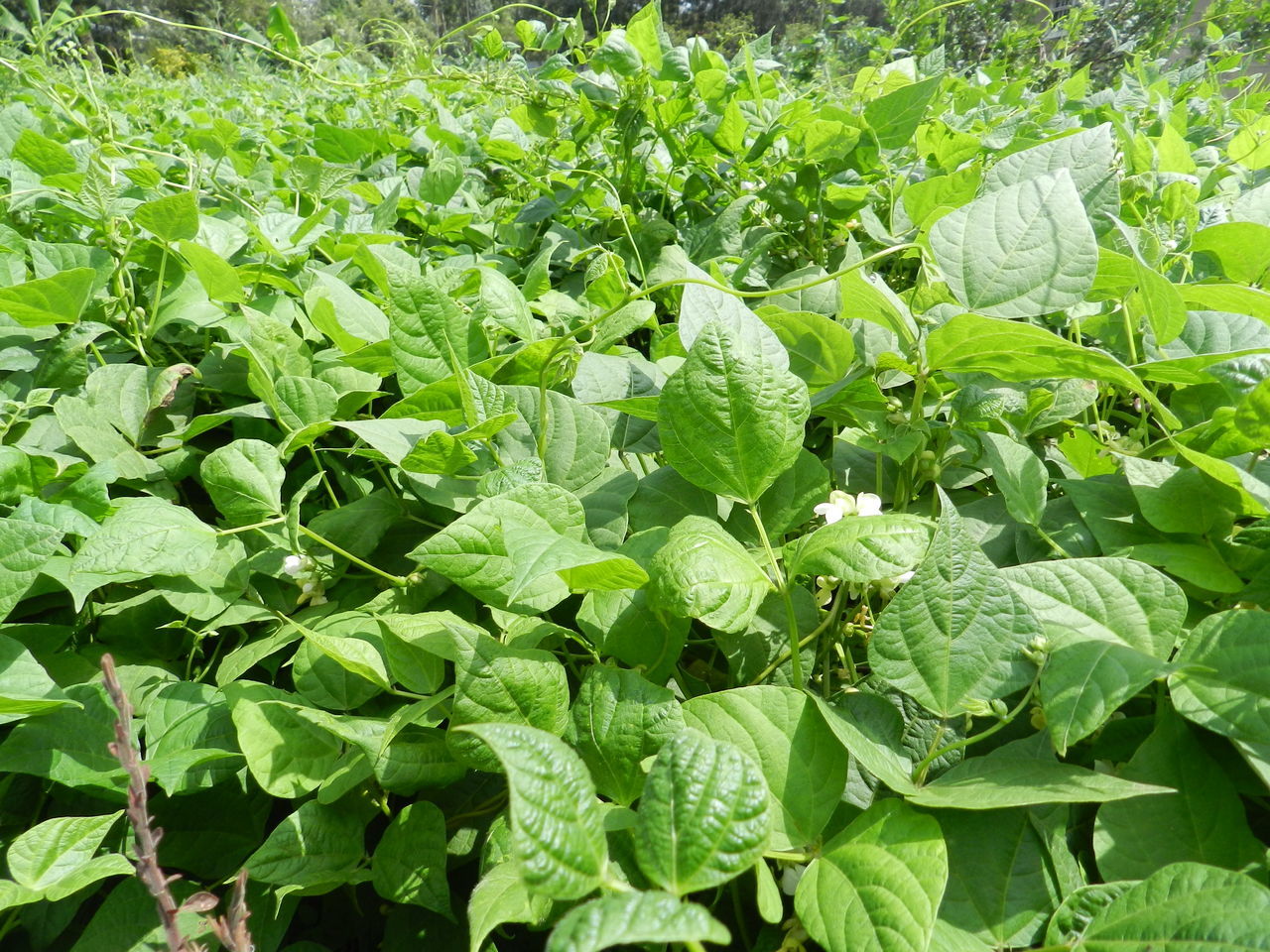 Bean crop