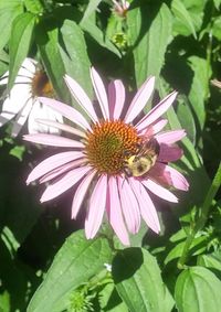 Close-up of bee on flower